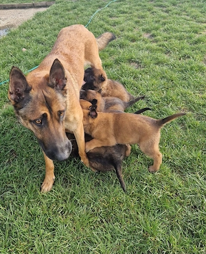 Pui ciobanesc belgian malinois disponibil - imagine 5