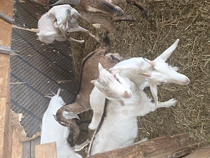 Vânzare animale  - imagine 5