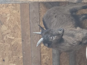 Vânzare animale  - imagine 4