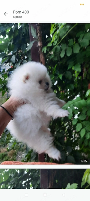 pomeranieni boo