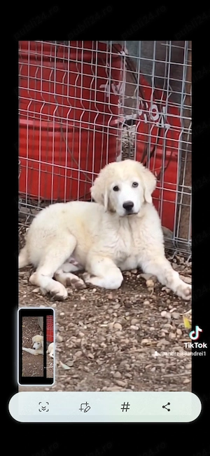 Mascul Ciobanesc de bucovina  - imagine 2