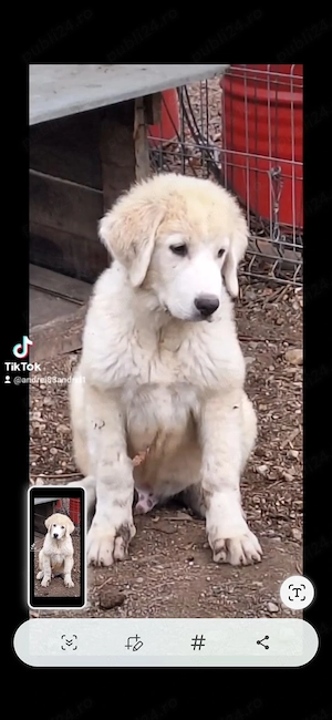 Mascul Ciobanesc de bucovina  - imagine 3