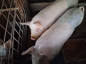 vând 2 porci - imagine 2
