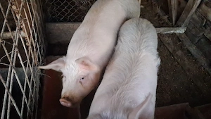 vând 2 porci