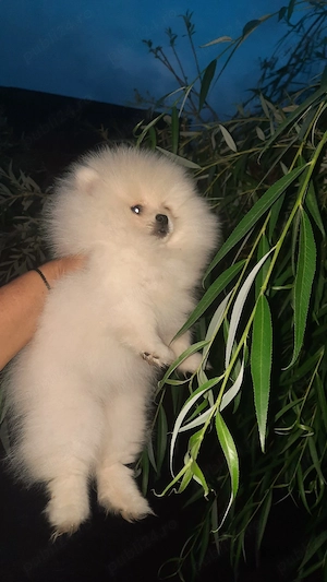 pomeranieni boo