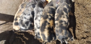 Purcei .crescuti natural 