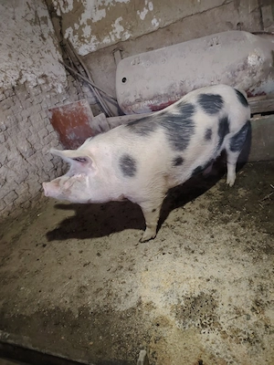 porc de vanzare - imagine 2