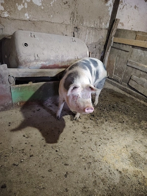 porc de vanzare - imagine 3