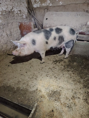 porc de vanzare - imagine 4