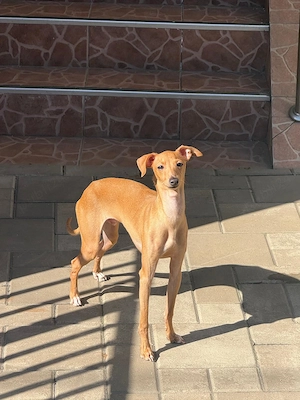 Piccolo Levriero Italiano - imagine 3