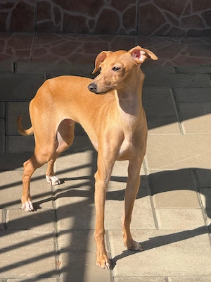 Piccolo Levriero Italiano - imagine 2