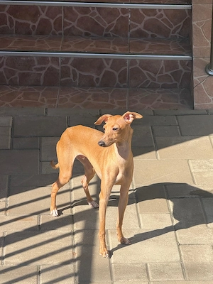 Piccolo Levriero Italiano - imagine 4