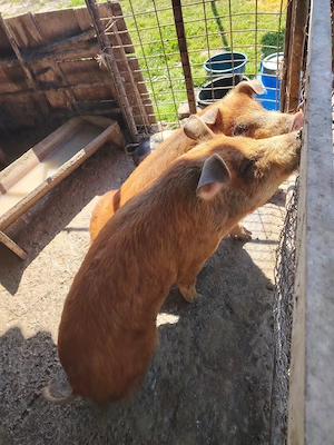 Vand porci duroc