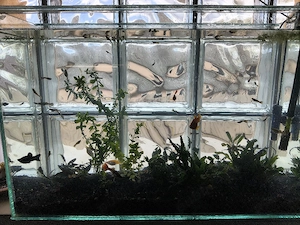 Vand acvariu cu pesti Onesti - imagine 4