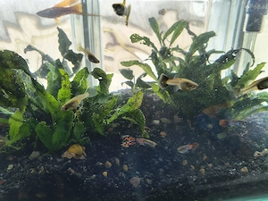 Vand acvariu cu pesti Onesti - imagine 3