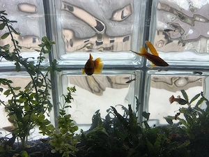 Vand acvariu cu pesti Onesti - imagine 2