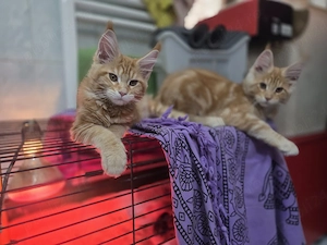 Maine Coon motan, mascul, pisoi, pisic