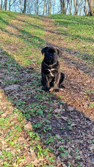 Mascul Presa Canario