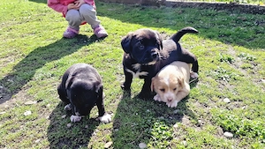 Donez catei talie mica 