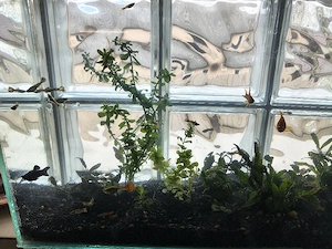 Vand acvariu cu pesti Onesti - imagine 5