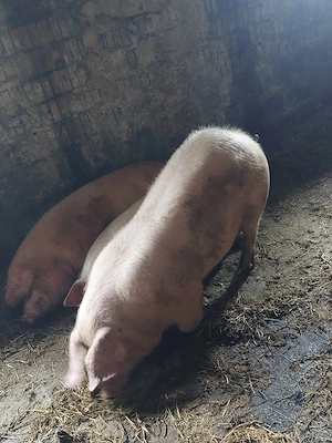 Porci Grași de Vânzare  - imagine 2