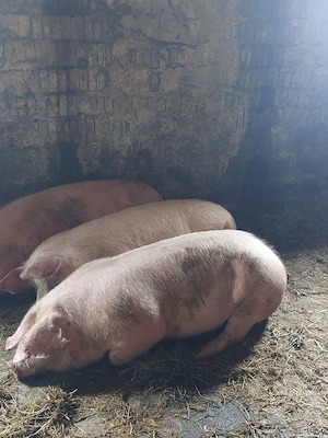 Porci Grași de Vânzare  - imagine 3