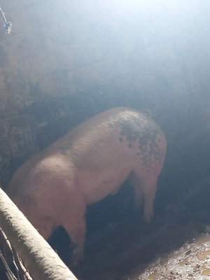Porci Grași de Vânzare 