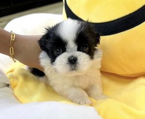 Bichon havanez 250 lei