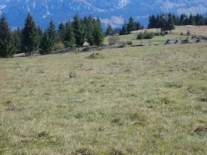 vand teren intravilan FUNDATICA pozitionare superba- de o parte Piatra Craiului, de cealalta Masivul - imagine 4