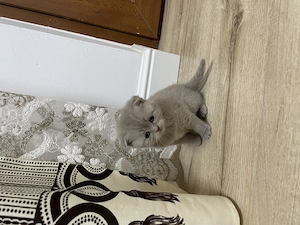 pui british scottish - imagine 3