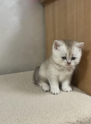 pui british scottish