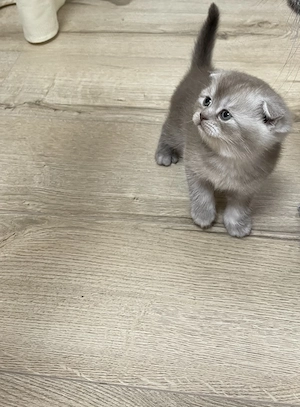 pui british scottish - imagine 2