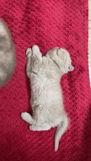 pui british scottish - imagine 5