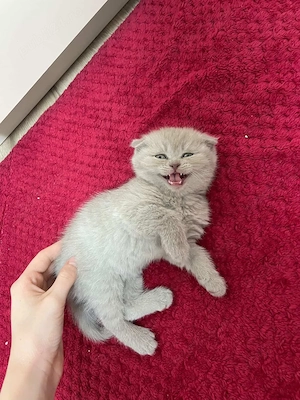 pui british scottish - imagine 4