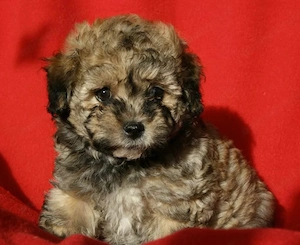 Bichon havanez superbi