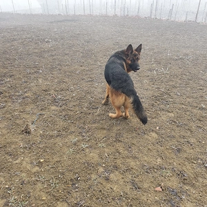 pereche ciobănești german - imagine 4