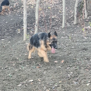 pereche ciobănești german - imagine 3