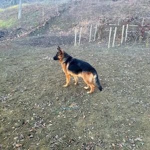 pereche ciobănești german - imagine 5