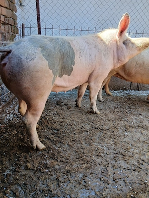 Purcele    castrate  - imagine 2