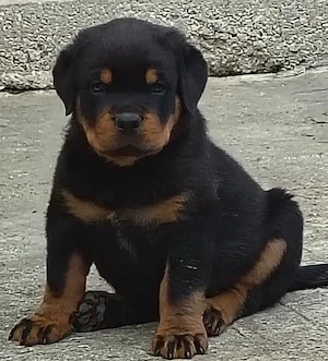 Rottweiler baiat 