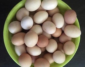 de vanzare oua de gaina - imagine 2