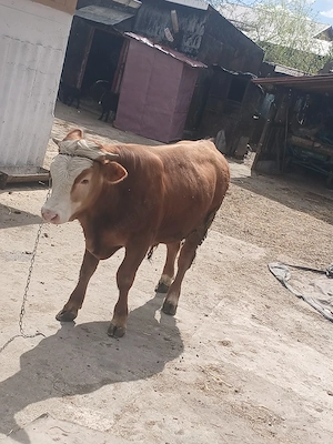 Tăuraș bun de carne