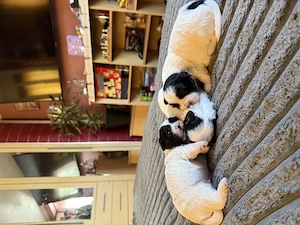  3 cățeluși Shih Tzu își caută familia iubitoare 