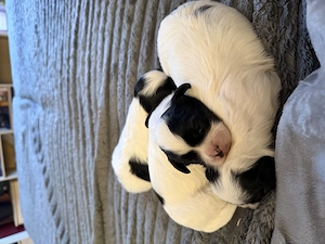  3 cățeluși Shih Tzu își caută familia iubitoare  - imagine 2