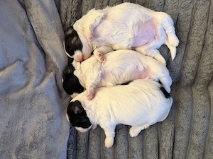  3 cățeluși Shih Tzu își caută familia iubitoare  - imagine 5
