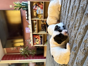  3 cățeluși Shih Tzu își caută familia iubitoare  - imagine 3