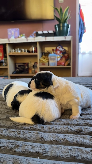 3 cățeluși Shih Tzu își caută familia iubitoare  - imagine 4