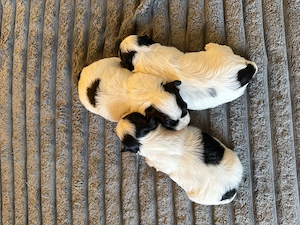  3 cățeluși Shih Tzu își caută familia iubitoare 