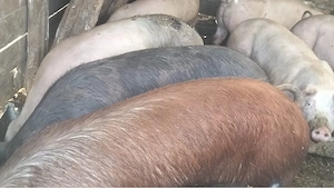 Porci 50-150 kg preț de la 800 lei  - imagine 3