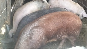 Porci 50-150 kg preț de la 800 lei  - imagine 2
